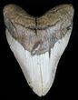 Large, Megalodon Tooth - North Carolina #59014-1